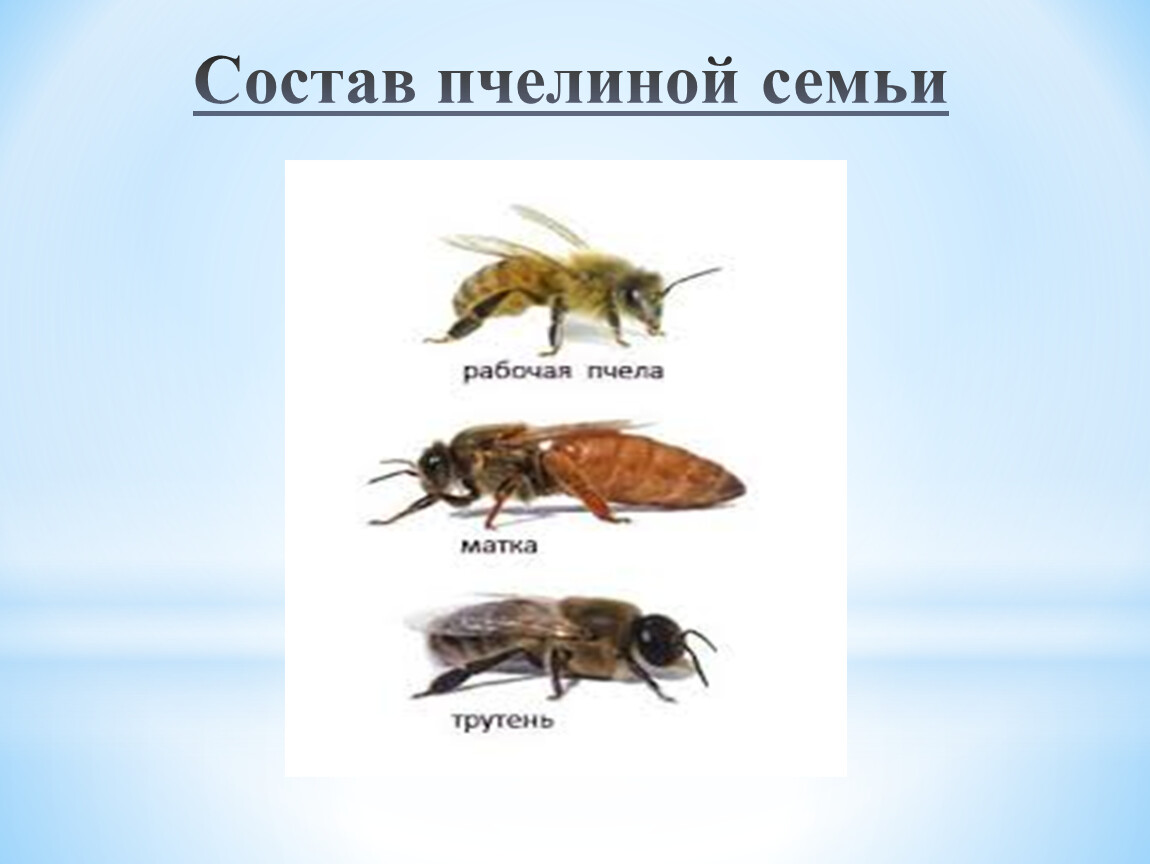 Пчелиная семья. Иерархия пчелиной семьи схема. Состав семьи пчел. Строение пчелиной семьи.