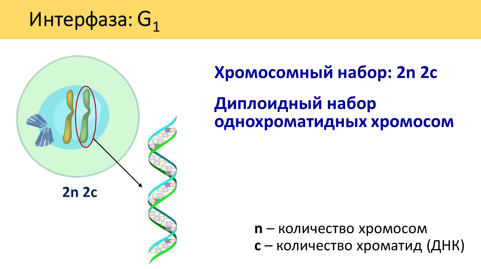 Число хромосом растений. Соматическая клетка набор хромосом 2n2c. Интерфаза. Сколько хромосом и ДНК В различных периодах интерфазы. 3n3c набор хромосом.