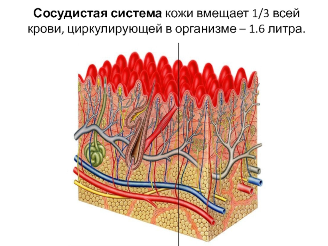 Кожная система