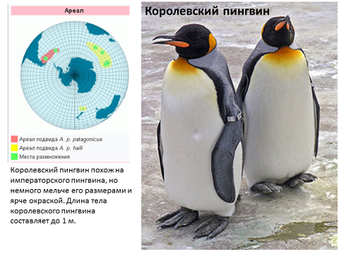 Карта обитания пингвинов