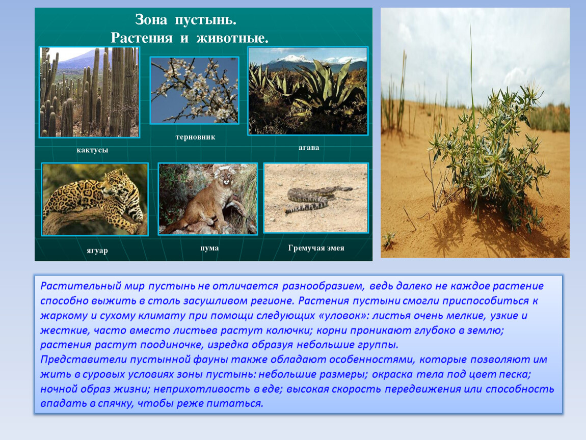 Примеры растений в разных природных зонах. Животные и растительный мир пустыни. Растительный мир в пустыне. Животные и растения зоны пустыня.