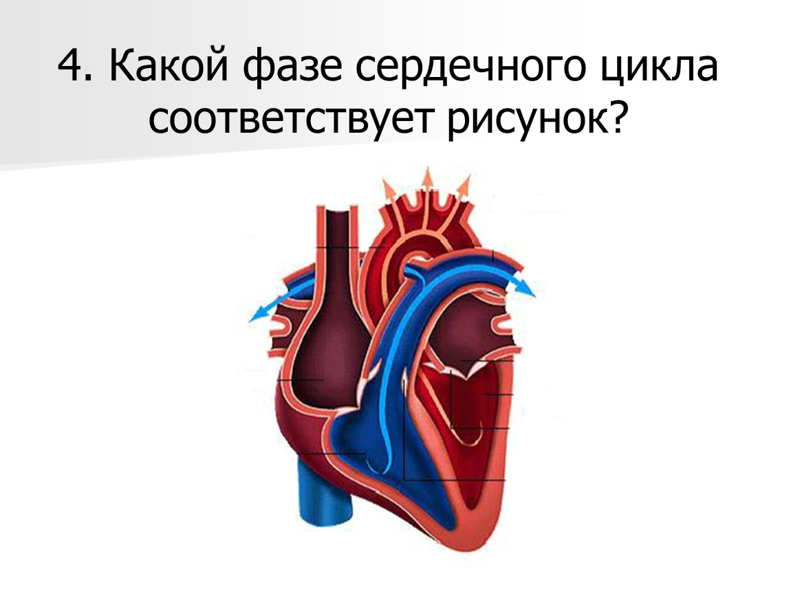 Фазы сердечного цикла рисунок. Сердечный цикл анимация. Уязвимый период сердечного цикла. Цикл сердца анатомия физиология. Выпадение сердечного цикла.