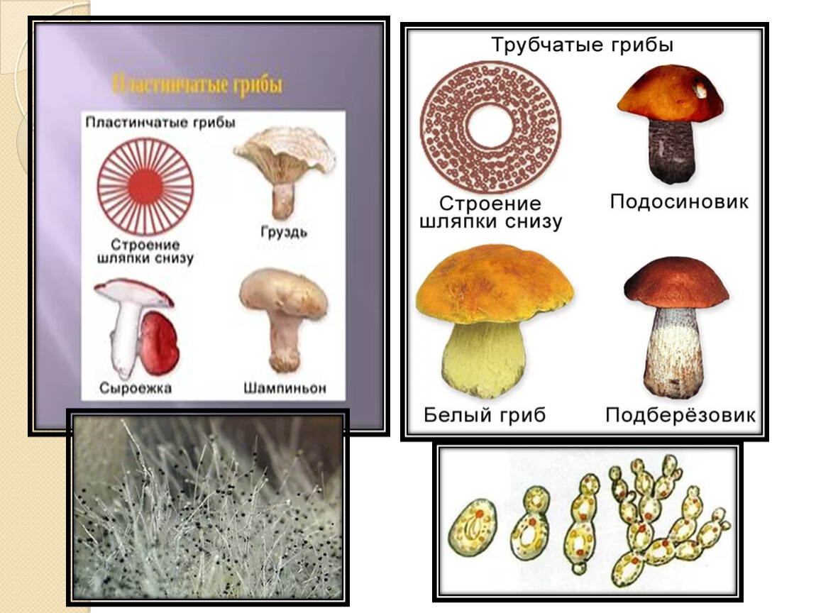 Класс биология грибы. Царство грибов паразитические грибы. Примеры паразитизма у грибов. Паразитические грибы и пластинчатые. К паразитическим грибам относятся.