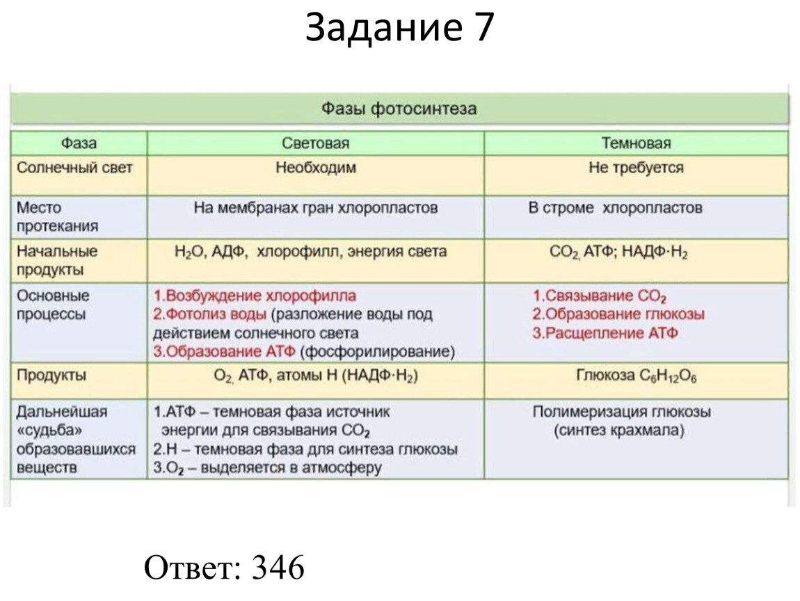 Фазы фотосинтеза схема