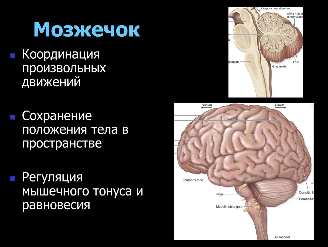 Центр мозжечка. Мозжечок мозга. Мозжечок отвечает за координацию движений. Отделы мозга координация.