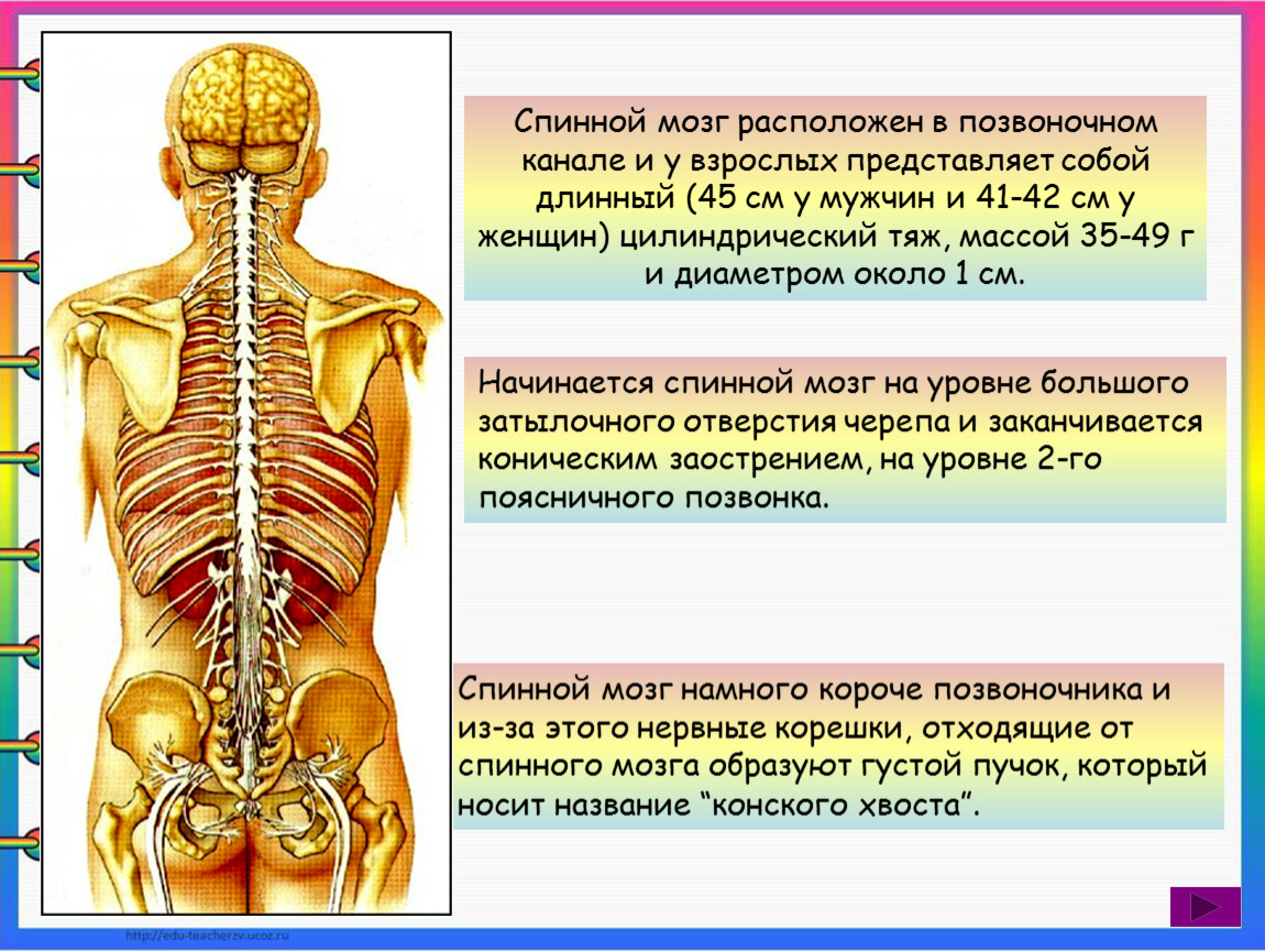 Передний столб спинного мозга