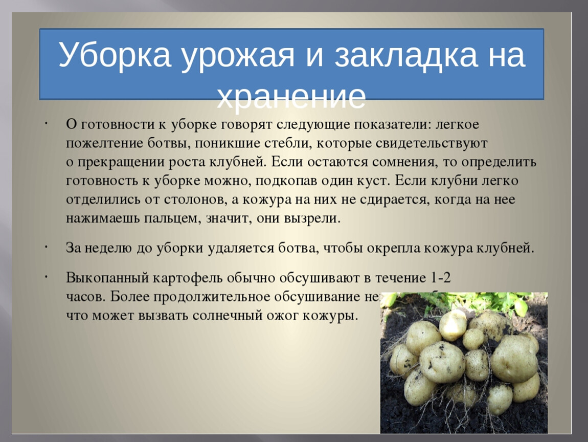 Определить урожайность картофеля