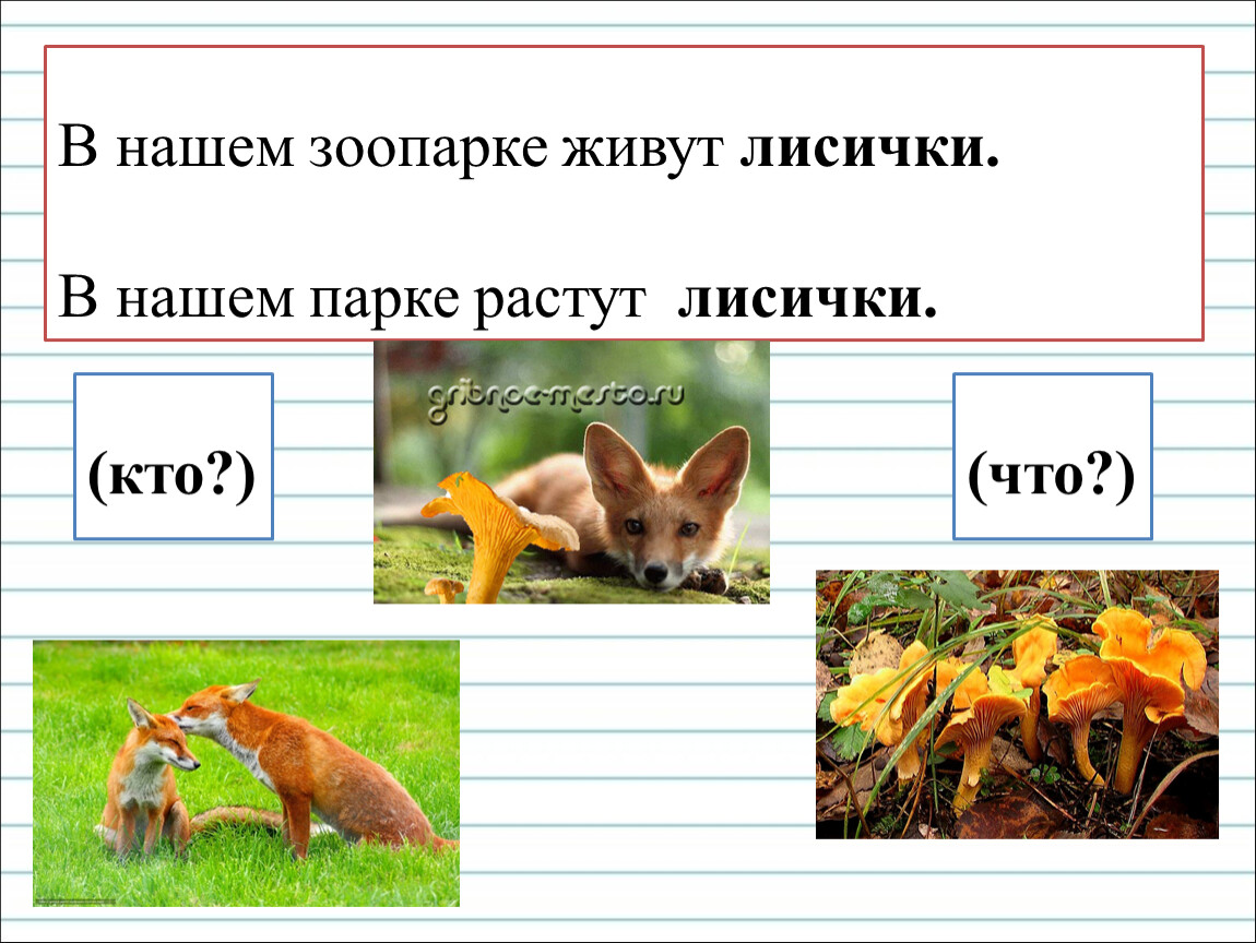 Сколько лет живут лисы. Сколько живет лиса. Сколько лет живет лиса. Сколько живёт лиса в природе. Сколько живут лисички.