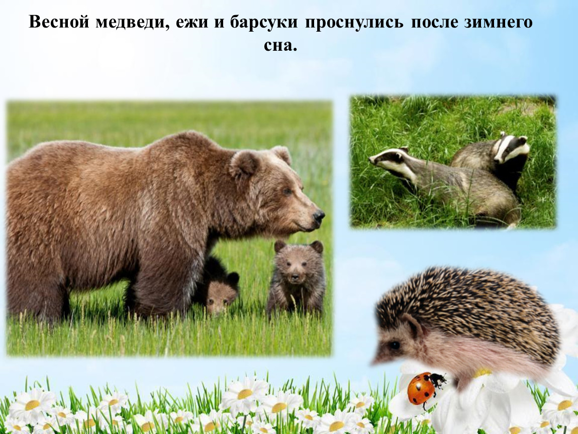 Презентация дикие животные весной. Медведь и еж. Жизнь животных весной. Животные просыпаются весной для детей.