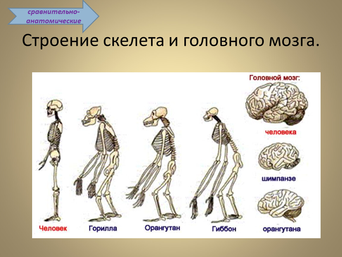 Эволюция человека тест 9 класс. Строение скелета. Строение скелета головного мозга. Принципы строения скелета. Типы строения скелета у мужчин.