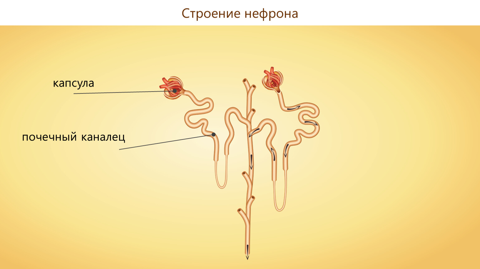 Органы выделения 7 класс презентация