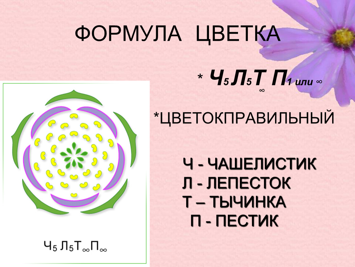 Ч5л5т бесконечность п1 формула какого цветка. Формула цветка ч5л5т5п1 соответствует. Формула цветка семейства розоцветных. Семейство Розоцветные формула цветка. Ч 5 Л 5 т5п1 формула цветка.