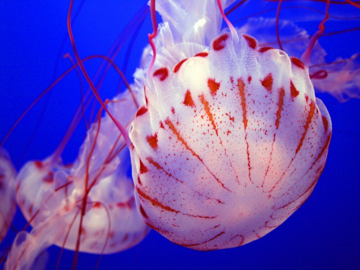 Сцифоидные медузы Аурелия