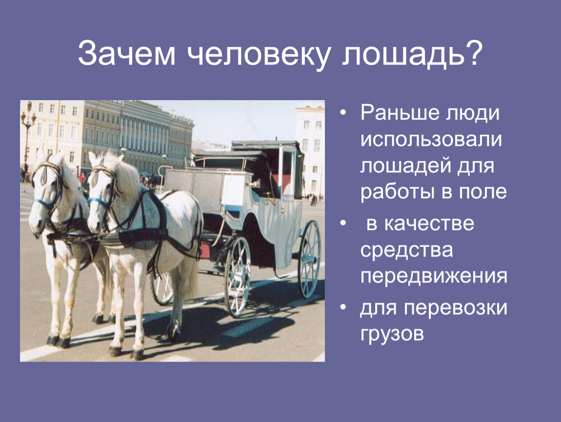 Зачем использовать людей. Лошадь средство передвижения. Использование лошадей человеком. Лошадь помощник человека. Проект лошадь друг и помощник человека.