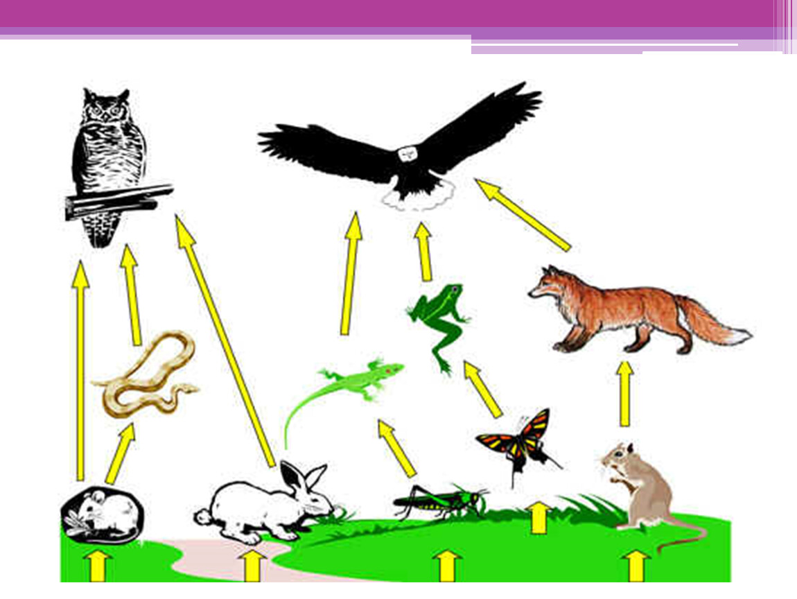 Название каждого звена пищевой цепи. 2 Цепочки питания животных. Биотические связи пищевые. Биотические связи в природе пищевые связи. Цепь питания взаимосвязи в природе.