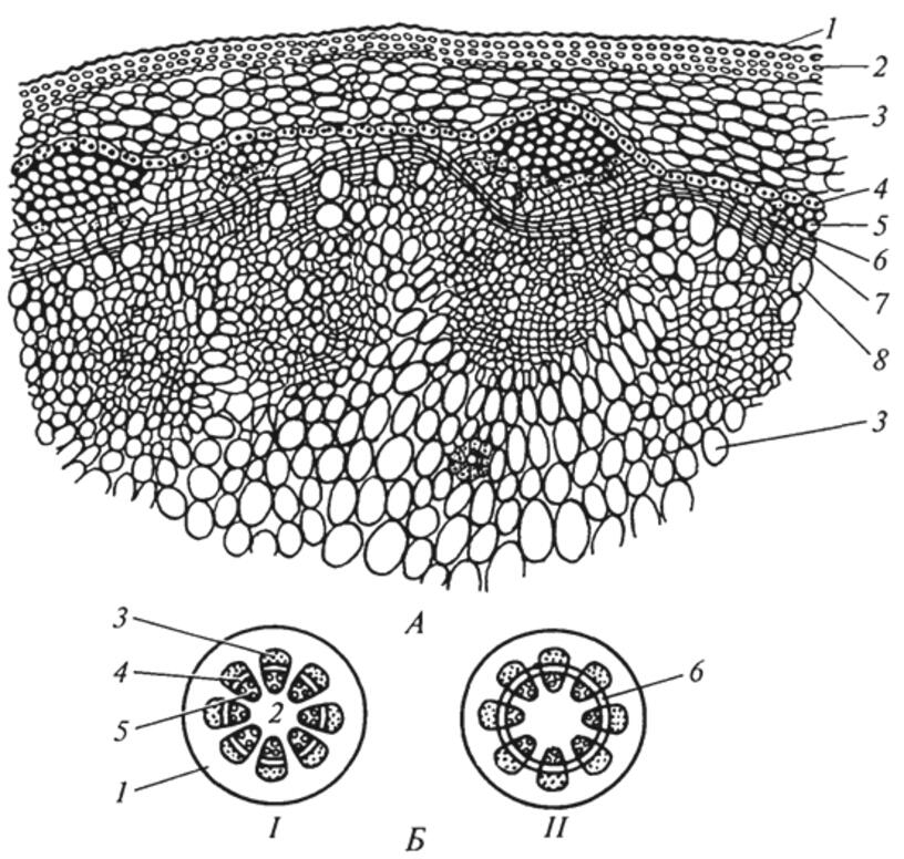 Клетки подсолнечника. Стебель подсолнечника поперечный срез. Переходное строение стебля подсолнечника. Анатомическое строение стебля подсолнечника. Поперечный срез однолетнего стебля.