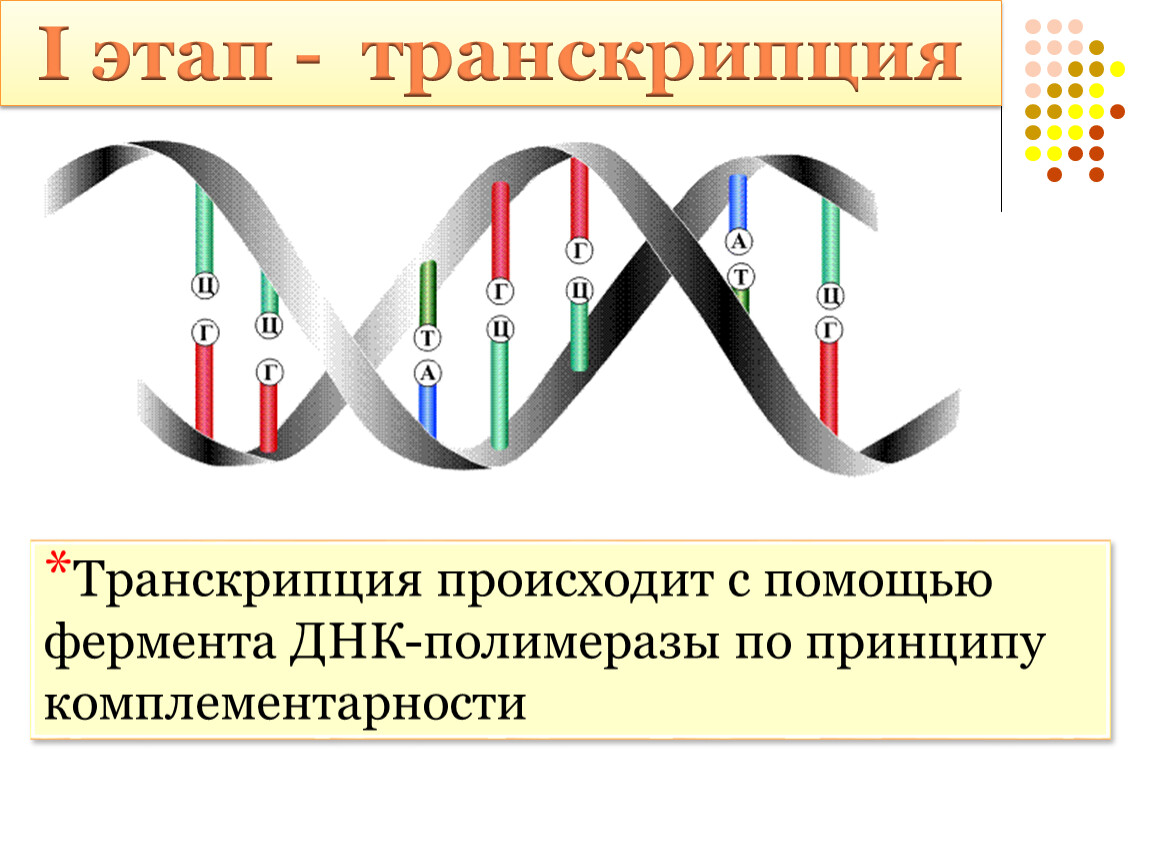 Картинки транскрипция биология