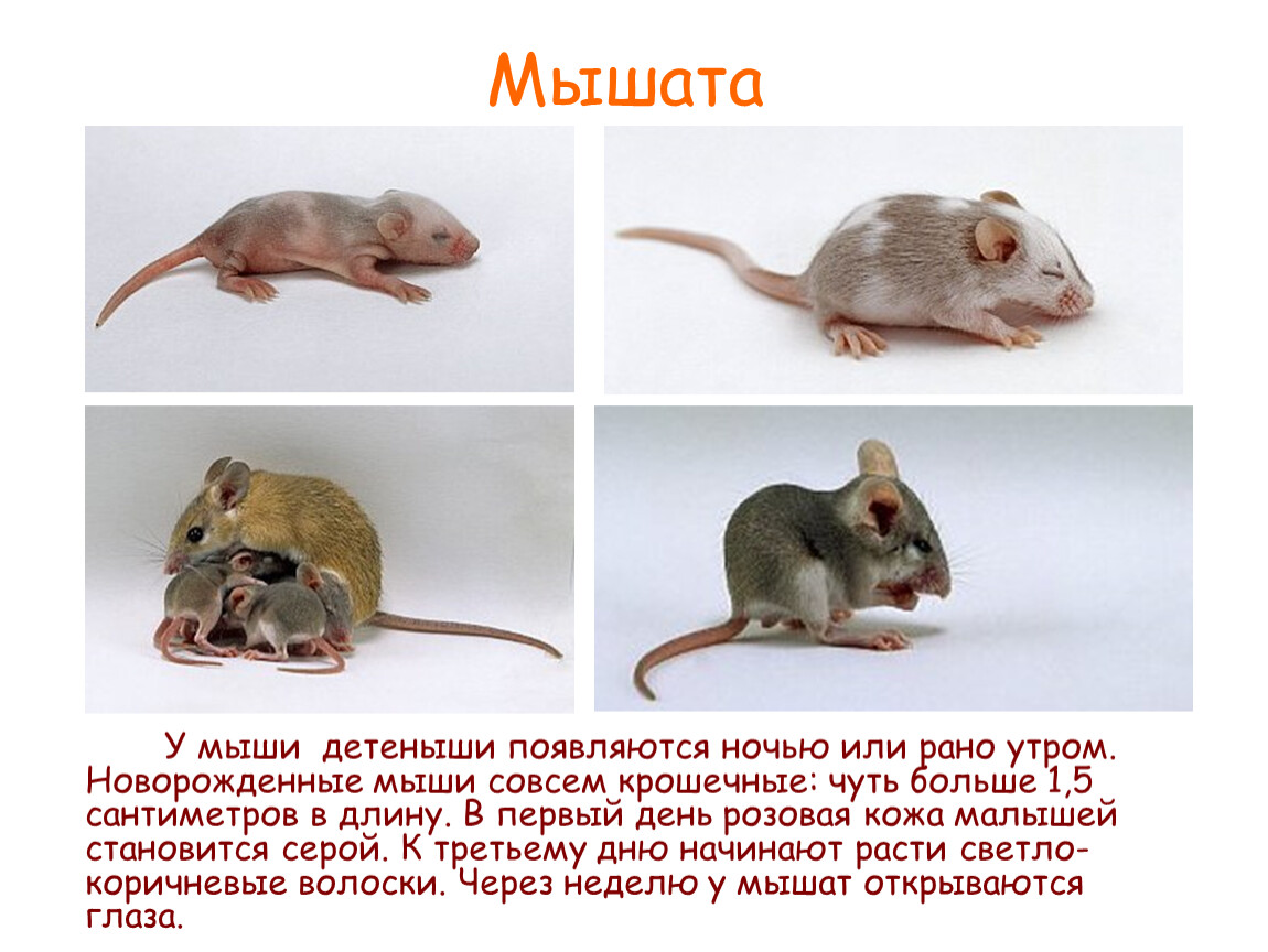 Развитие мышей. Интересные факты о мышах. Интересные факты о мыше. Интересные факты о жизни мышей. Интересные мышки.
