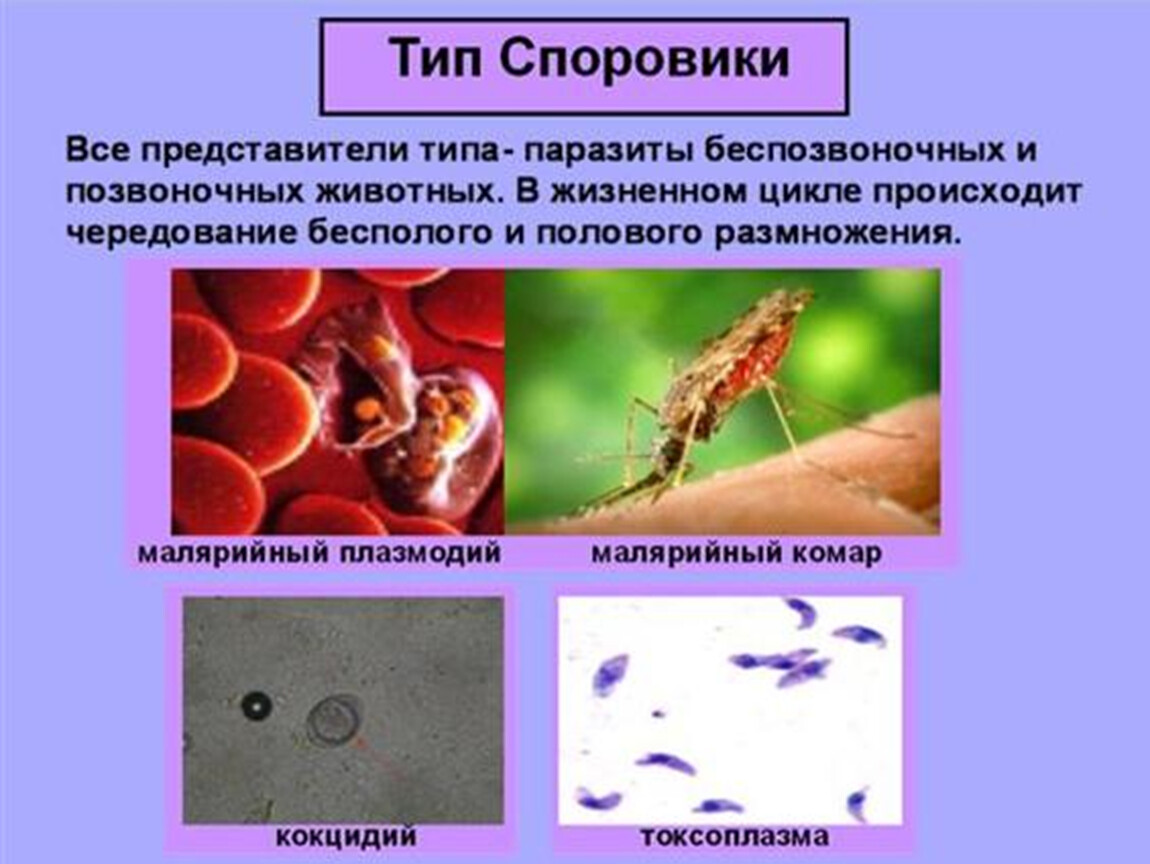 Животные паразиты. Паразитические представители типа Споровики. Класс Споровики паразиты. Тип Споровики классы. Простейшие класс Споровики представители.