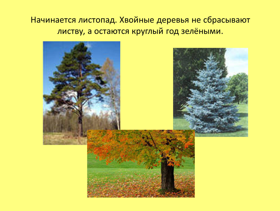 Примеры листопада. Хвойные деревья сбрасывают листву. Хвойные деревья не сбрасывают листву. Деревья которые не сбрасывают листву зимой. Какие деревья сбрасывают листья.