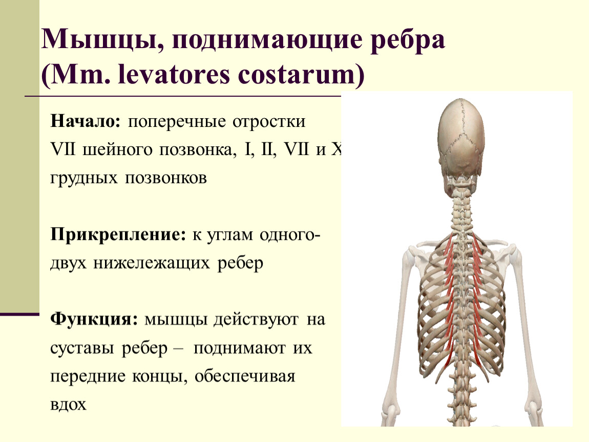 Поднимающая латынь. Мышцы поднимающие ребра. Мвгщы поднммаюшие ребра. Короткие и длинные мышцы поднимающие ребра. Мышцы поднимающие ребра mm. Levatores Costarum.
