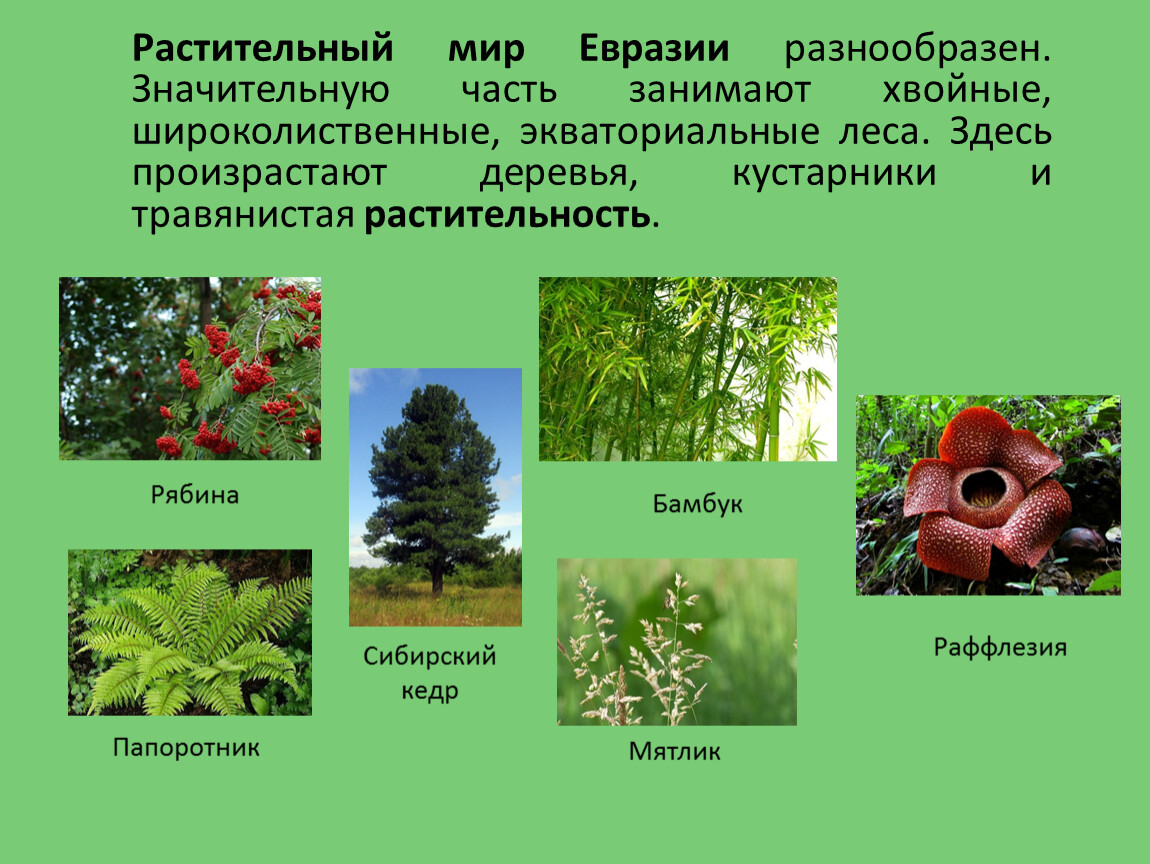 Какие леса в евразии. Материк Евразия растительный мир. Растения на материке Евразия. Растения Евразии 5 класс. 10 Растений Евразии.