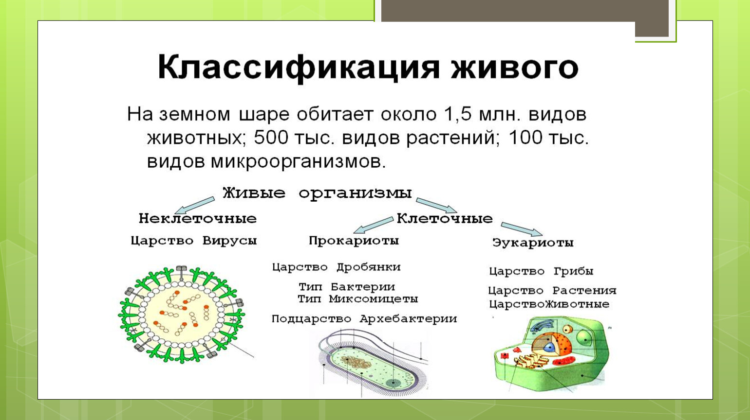 Классификацию живых организмов изучает