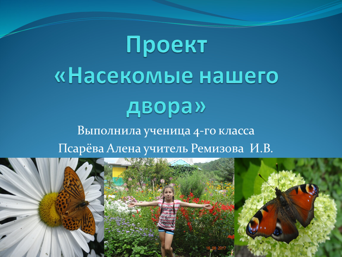 Работа по насекомых работа. Проект насекомые. Исследовательский проект насекомые. Проект на тему насекомые. Насекомые насекомые нашего двора.