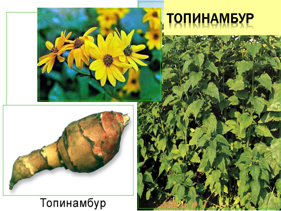 топинамбур фото растения полезные свойства и применение