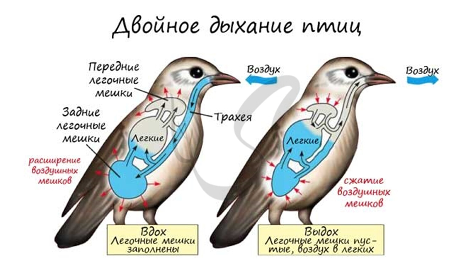 Схема дыхания птиц