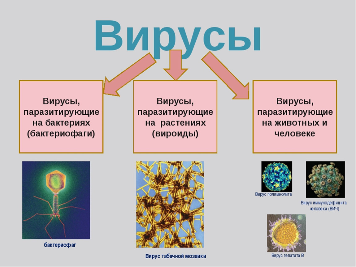 Царство вирусов 5 класс биология