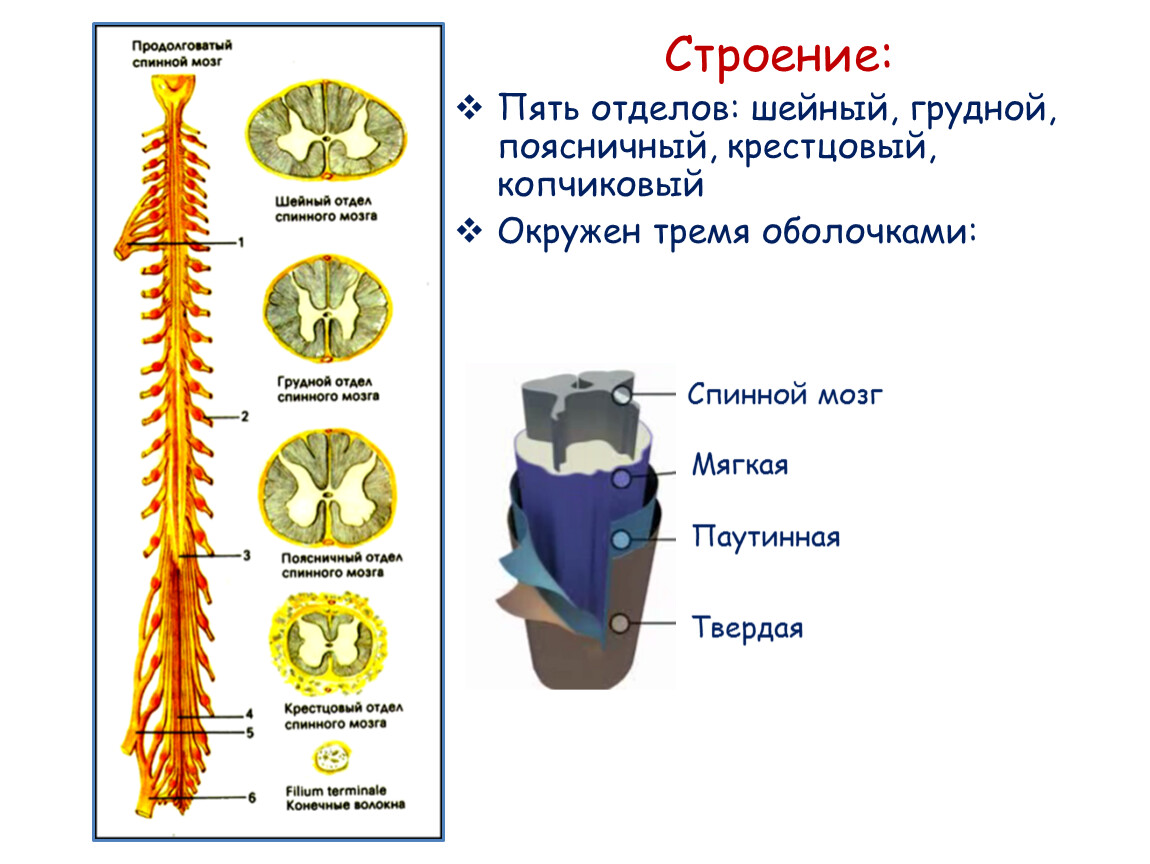 Спинной мозг понятие. Строение спинного мозга отделы. Структура спинного мозга продолговатый мозг. Продолговатый спинной мозг строение. Отделы спинного мозга человека анатомия.