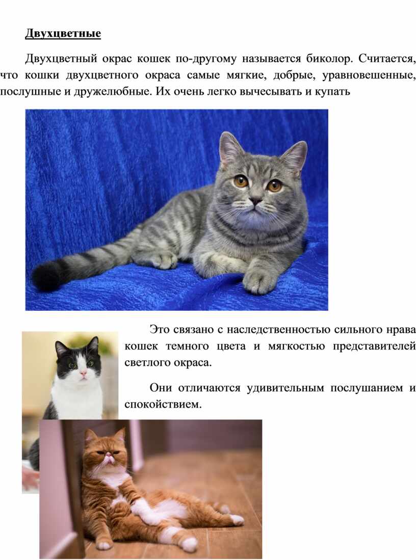 Скачать песню характер кошки