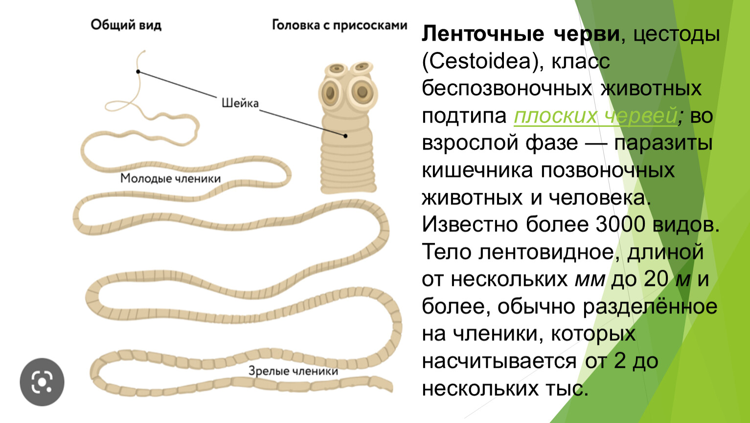 Ленточные и плоские черви. Паразитические ленточные черви. Ленточные черви (цестоды). Ленточные черви паразиты. Плоские черви ленточные.