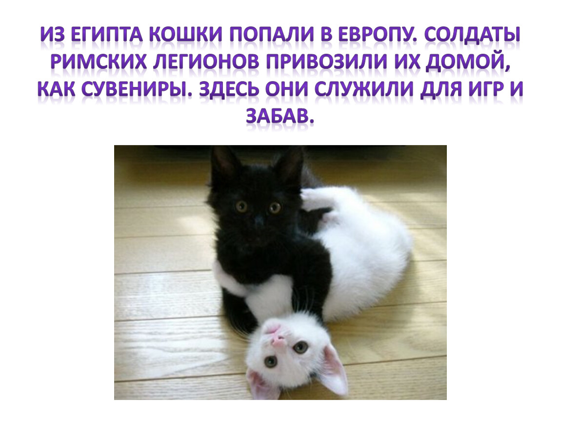День кошек презентация для детей. День кошек презентация. Презентация про кошек. Проект день кошек. Классный час день кошек в России.
