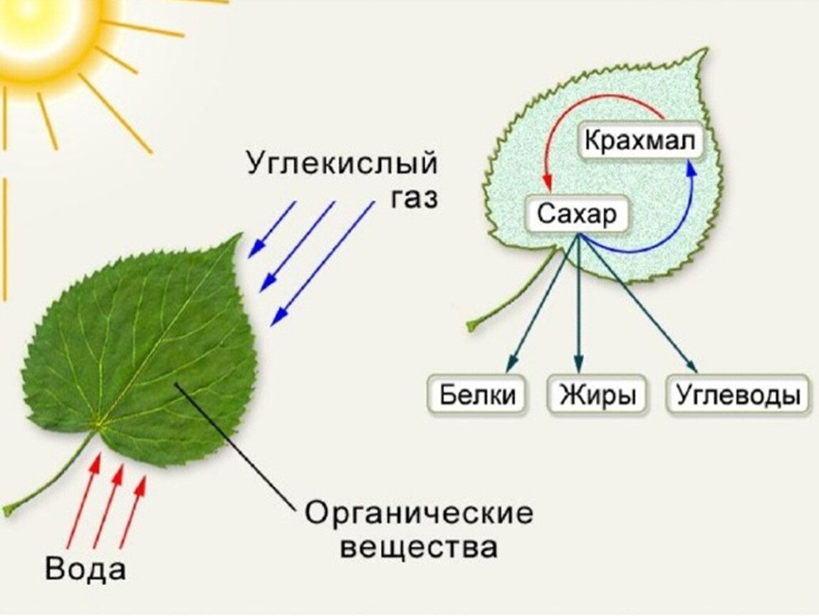 Углекислый газ вода углевод кислород. Схема процесса фотосинтеза. Схема фотосинтеза у растений. Процесс фотосинтеза у растений схема. Процесс фотосинтеза рисунок.