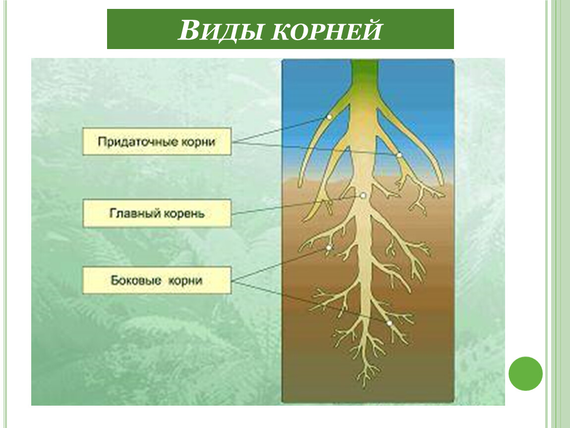 Главный корень развивается у. Типы корневых систем корней 6 класс биология. Тип корня цветкового растения. Корень вегетативный орган растения. Типы корней у растений 6 класс биология.