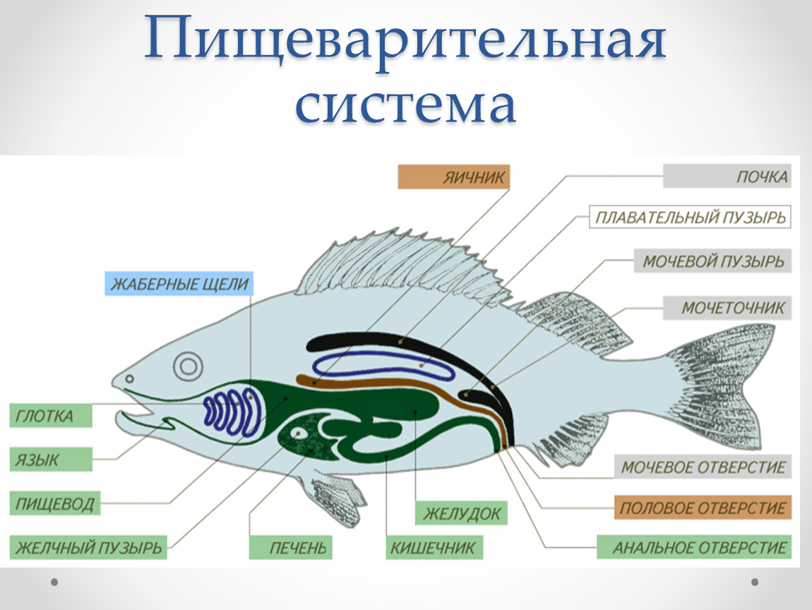 Какие системы органов у рыб. Пищеварительная система рыб схема. Пищеварительная и выделительная система рыб. Внутреннее строение рыбы выделительная система. Схема строения пищеварительной системы рыб.