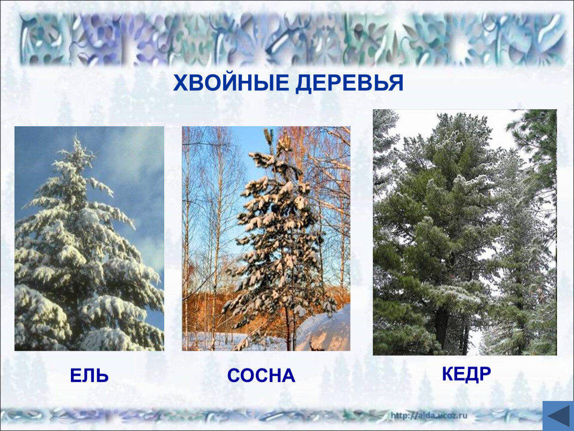 Назовите признаки ели. Деревья зимой с названиями. Хвойные и лиственные деревья зимой. Деревья зимой для детей. Деревья и кустарники зимой названия.