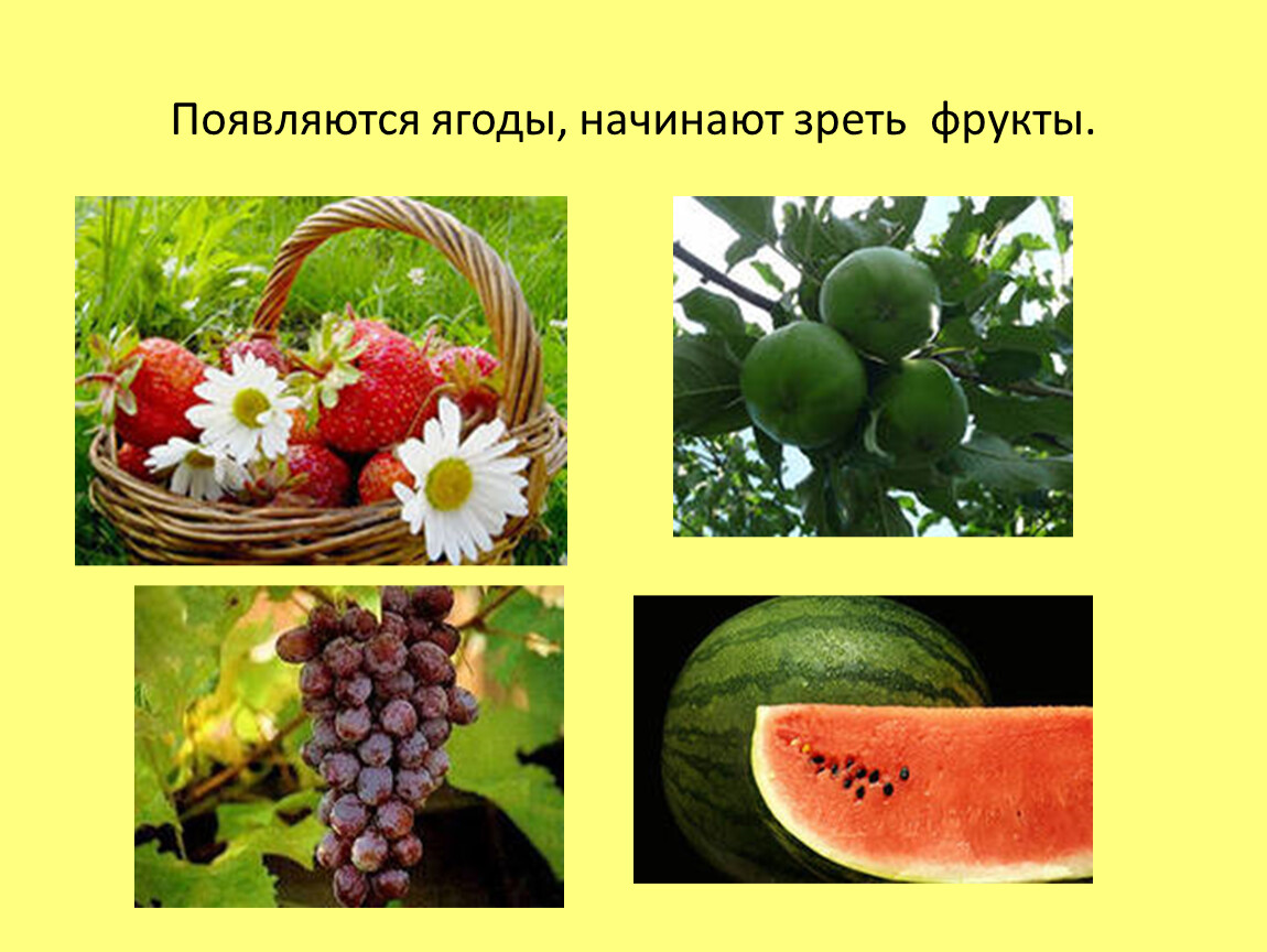 Потом ягодка начнет увеличиваться багроветь затем синеть. Как появляются ягодки. Как образуется ягода. Созрел фруктовый урожай презентация. Как зарождается ягода.