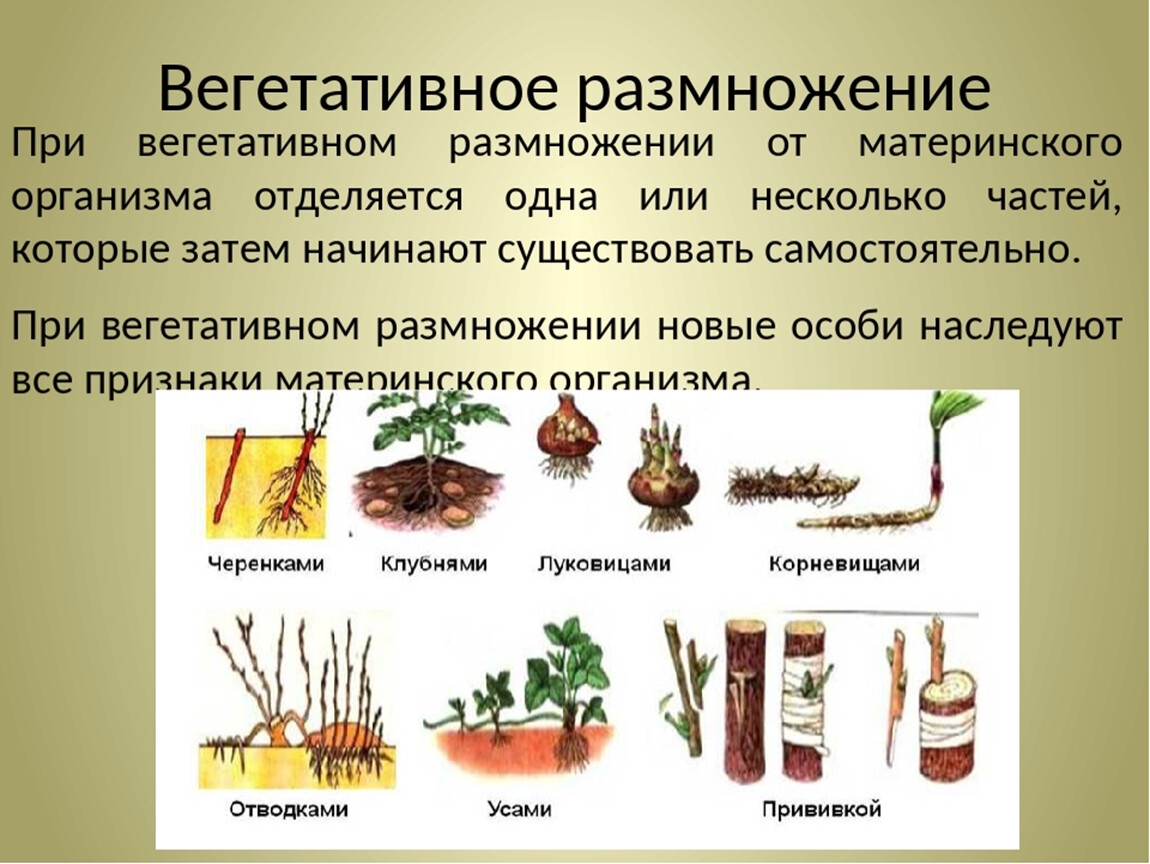 Презентация размножение растений своими частями 2 класс презентация