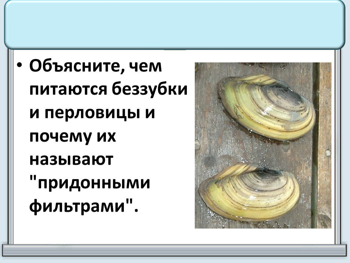 Беззубка консумент какого. Цикл перловицы. Чем питаются беззубки и перловицы. Чем питается перловица.