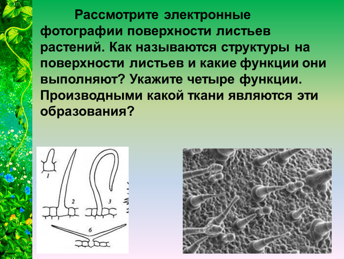 Электронные фотографии поверхности листьев растений