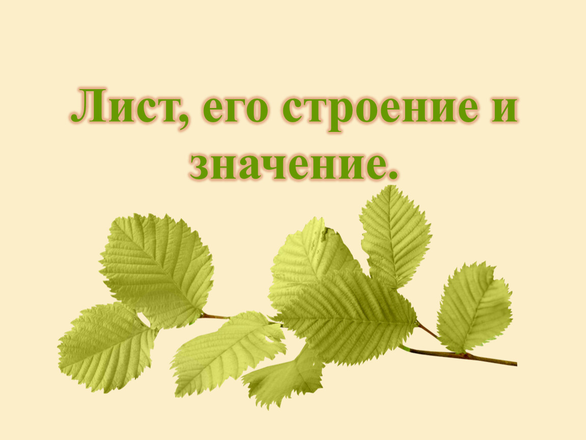 Лист его строение и значение 6 класс