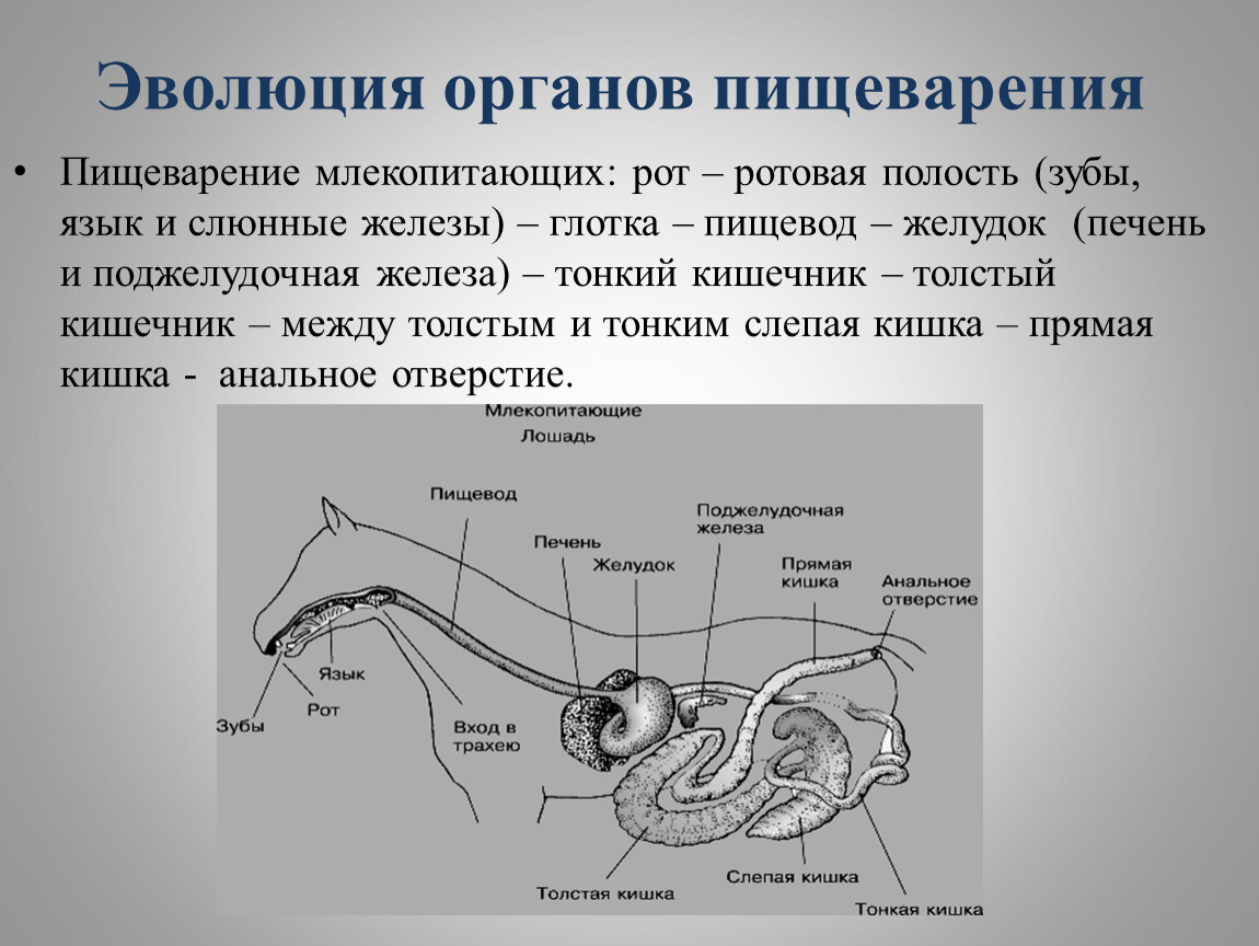 К органам пищеварительной системы млекопитающего относится. Пищеварительная система млекопитающих схема. Эволюция пищеварительной системы схема. Пищевод млекопитающих.