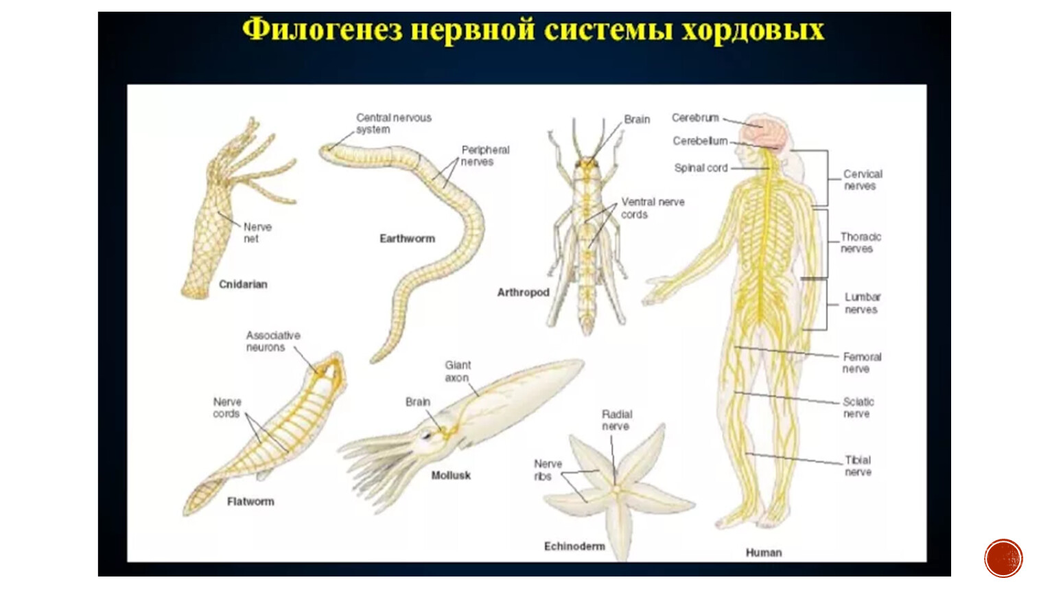Нервная система позвоночных трубчатая