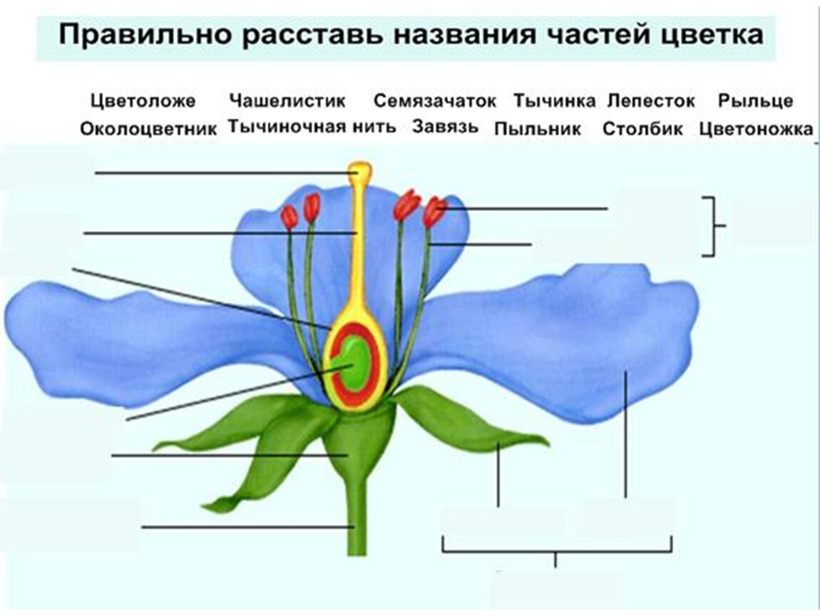 Чашелистик пыльник и завязь на рисунке цветка. Схема строения цветка. Обозначение частей цветка. Цветок части цветка. Как называются части цветка.