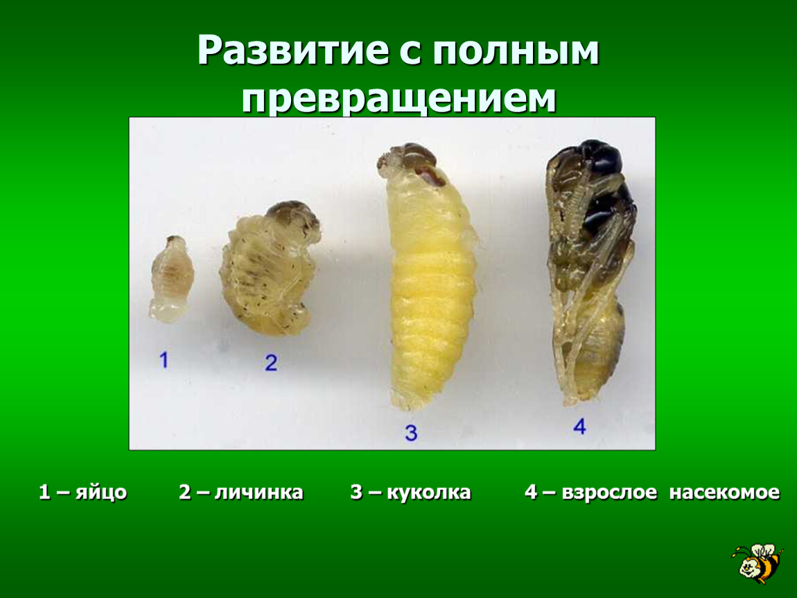 Яйцо личинка взрослое. Развитие с полным превращением. Личинка куколка. Перепончатокрылые развитие с полным превращением. Личинки с полным превращением.