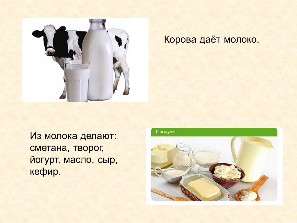 Что сделать из молока. Корова дает молоко. Как корова дает молоко. Его дает корова. Что делают из молока коровы.