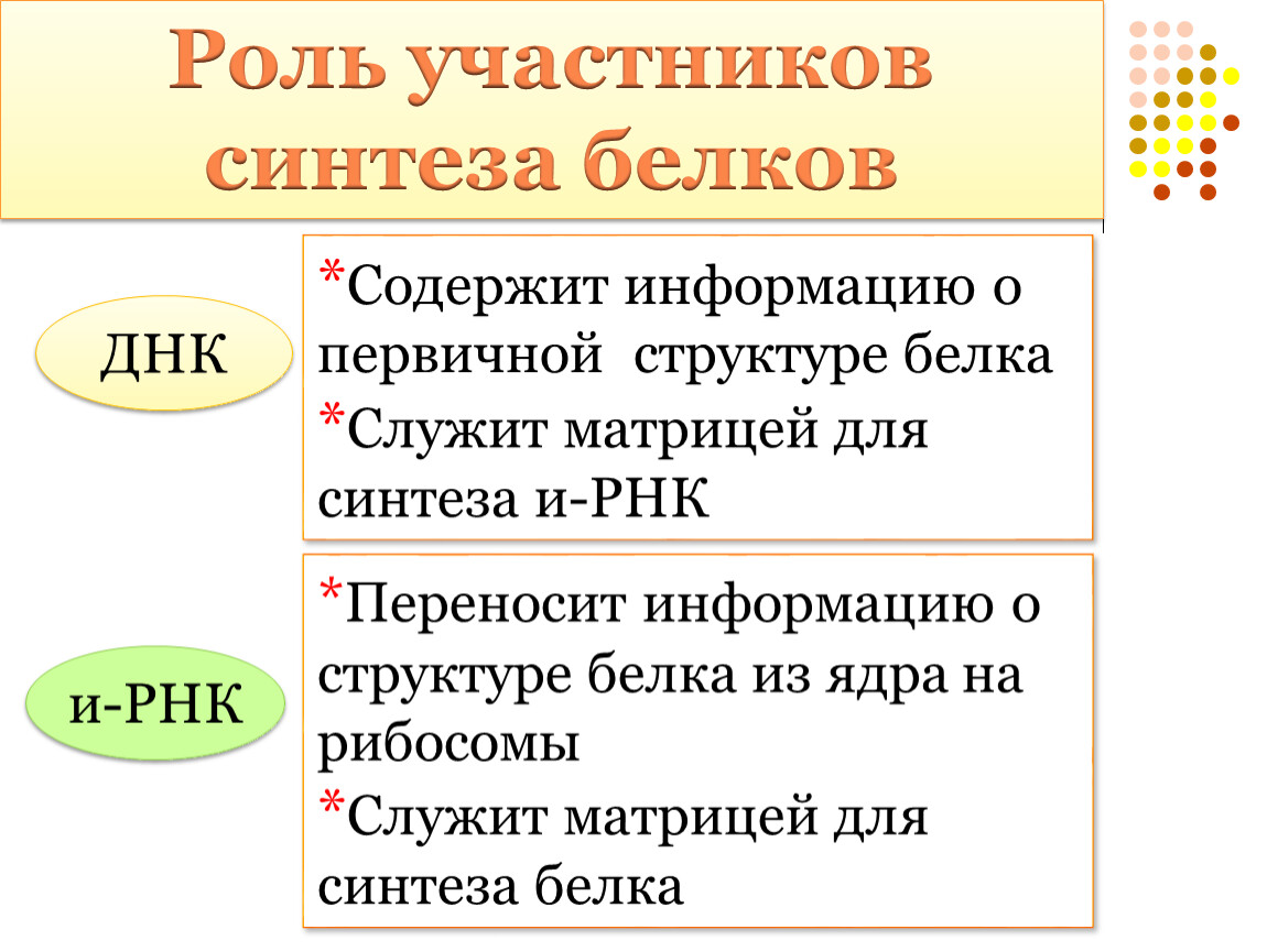 Синтез белков в клетке 9 класс презентация